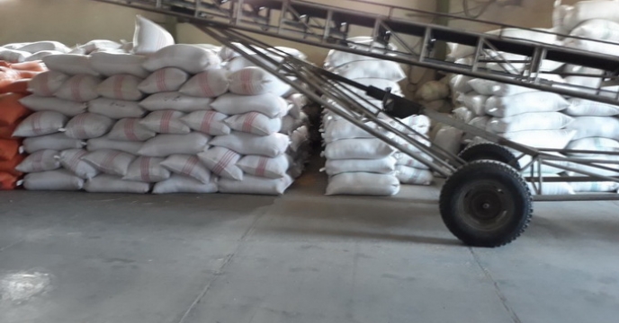 خرید 265 تن شلتوک برنج بذری در استان مازندران