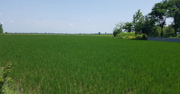 تائید سطح سبز مزارع تولید بذر برنج