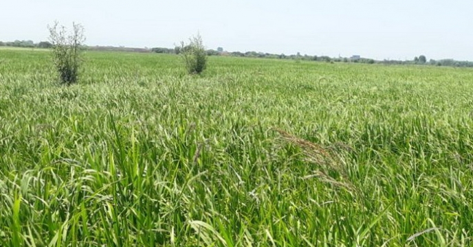 تامین کودهای کشاورزی موردنیاز کشت برنج در استان مازندران