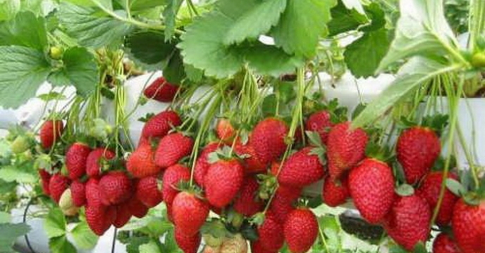 تامین نهاده های کشاورزی و افزایش تولیدات کشاورزی بهاره در استان مازندران