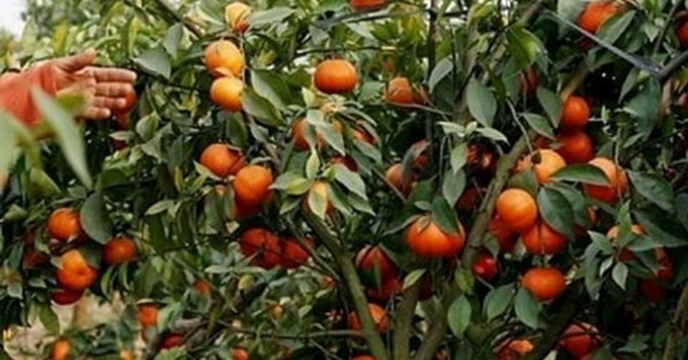 تولید سالانه 7 میلیون تن محصولات کشاورزی در استان مازندران