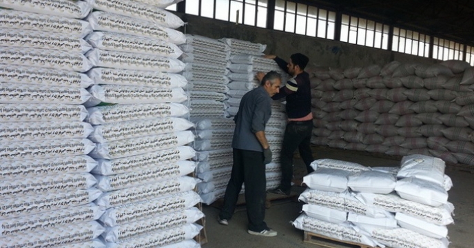 توزیع کامل بذر برنج در استان گیلان