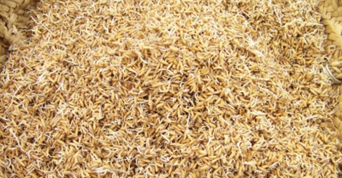 ضد عفونی بذر برنج