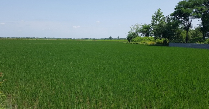 نخستین خوشه های برنج در شهرستان املش گیلان