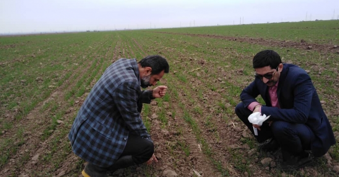 بازدید از مزرعه پایلوت تغذیه گیاه گندم در استان گلستان