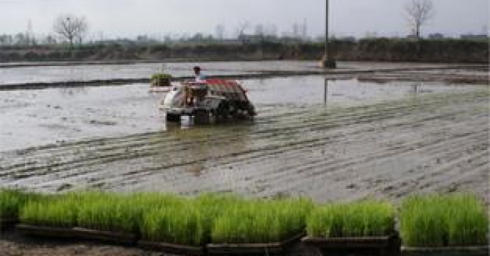 تامین کود برای 7700 هکتار کشت مکانیزه برنج درمیاندرود