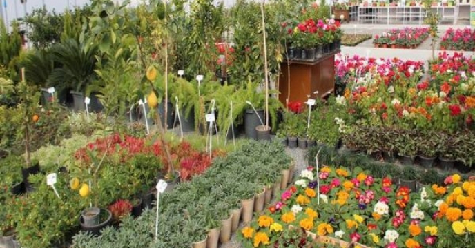 تامین کود برای 170 هکتار مزارع گل و گیاه در تنکابن