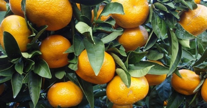 تامین کود برای 9500 هکتار باغ نارنگی در مرکز مازندران