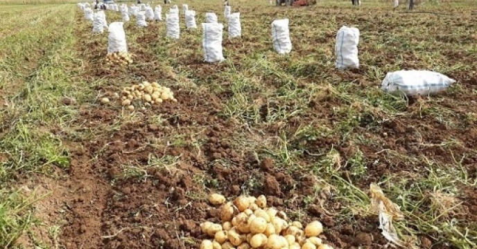 تامین کود برای مزارع سیب زمینی در استان مازندران