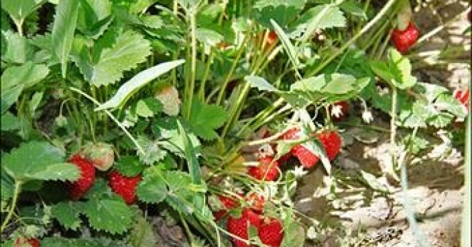 تامین کود برای تولید 1900 تن توت فرنگی در جویبار