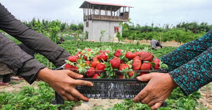 تامین کود برای تولید 13هزارتن توت فرنگی در بابلسر