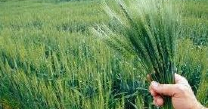 تأمین و توزیع کود در 35 هزار هکتار از مزارع جو استان قزوین