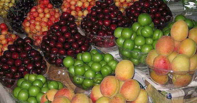 آغاز برداشت میوه های تابستانی در شهرستان زیرکوه