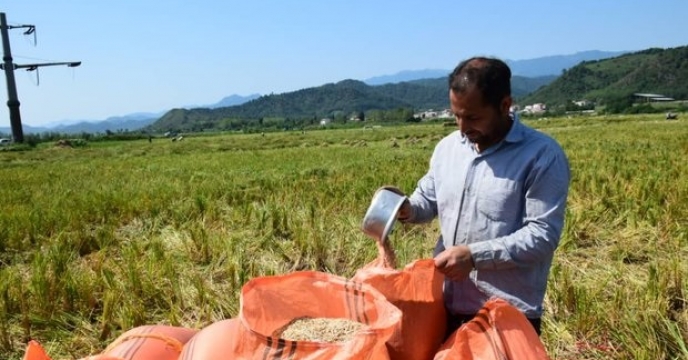 کشت بیش از 58هزار هکتار ارقام پرمحصول برنج در  استان مازندران