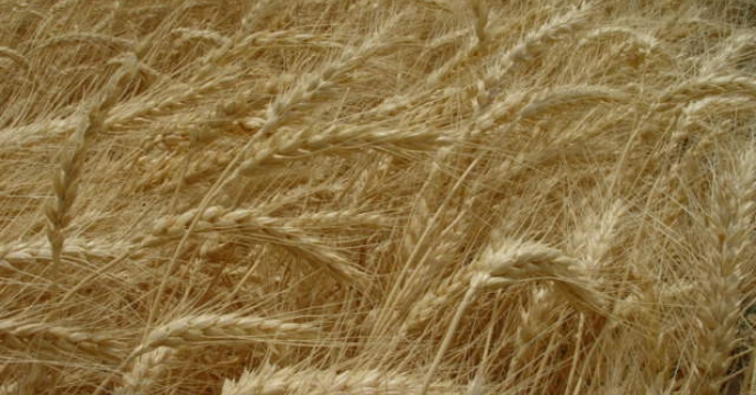 آغاز عملیات خرید بذر اصلاح شده گندم و جو در استان سیستان و بلوچستان