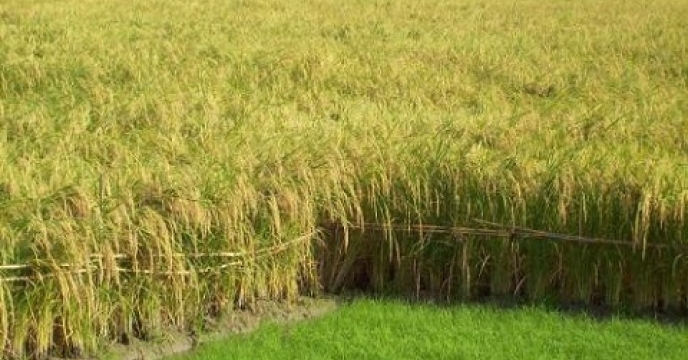 43هزار هکتار کشت مجدد برنج در استان مازندران
