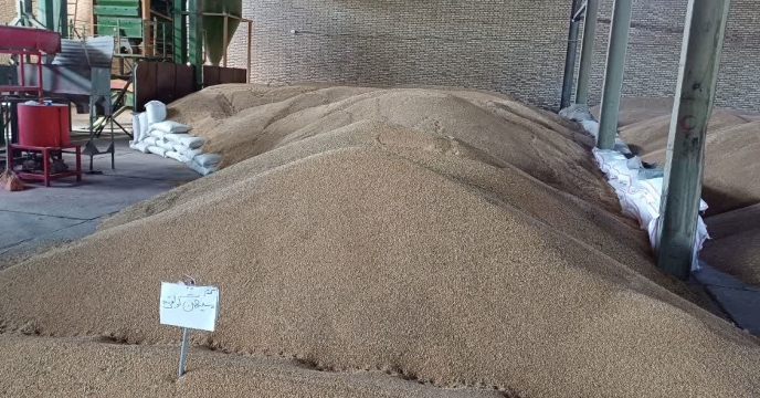 خرید بیش از 600 تن بذر گندم مادری و گواهی شده در استان سمنان تا کنون