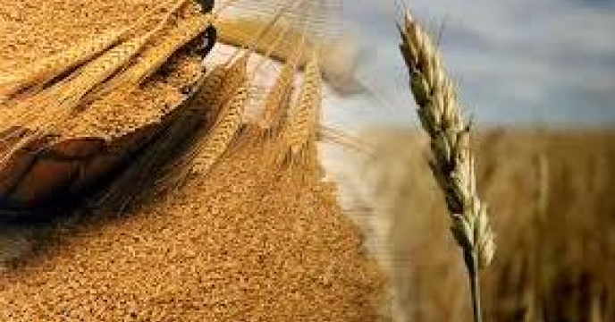 خرید 41 هزار تن  گندم از کشاورزان استان مازندران