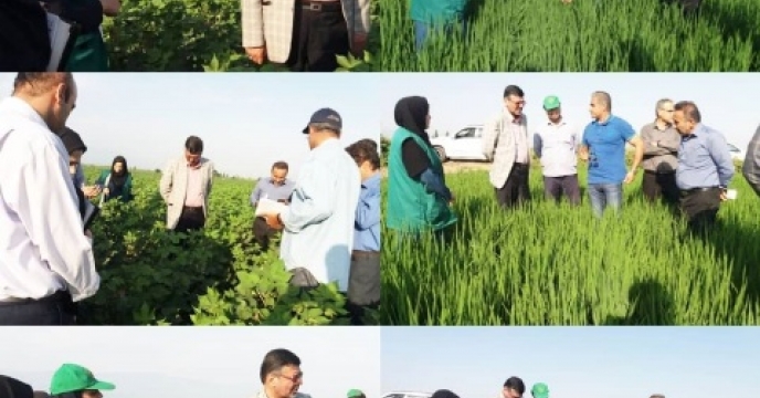 بازدید ریاست سازمان جهاد کشاورزی گلستان از مزارع پنبه و خشکه کاری برنج استان