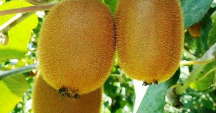 اهمیت و ضرورت مصرف کودهای پتاسیم در باغات کیوی فروت و افزایش کیفیت میوه