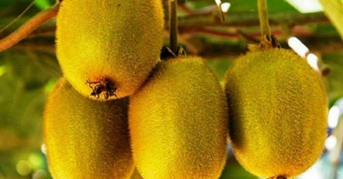 دستورالعمل" تغذیه درختان کیوی بارور" از طریق کارگزاریهای استان گیلان