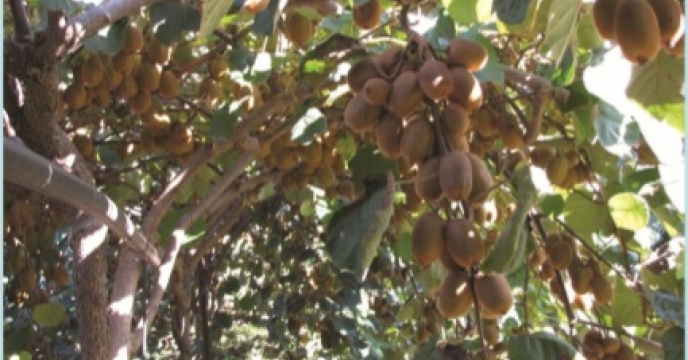 پیش بینی تولید کیوی در  استان گیلان
