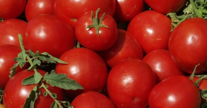 تامین کود برای 62 هکتار مزارع گوجه فرنگی در جویبار