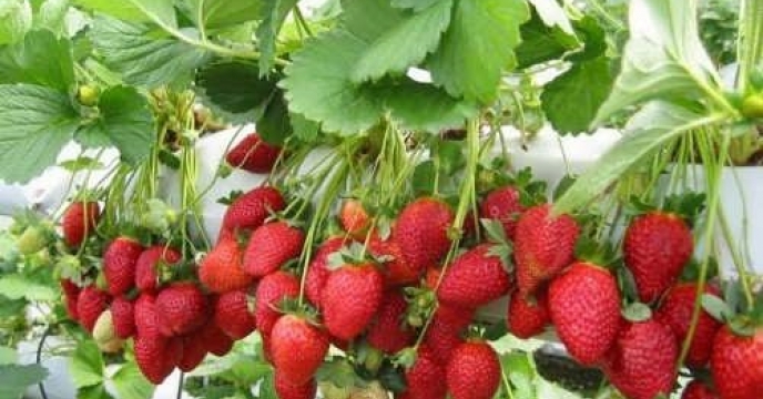 تامین کود برای افزایش 60 درصدی توت فرنگی در جویبار 