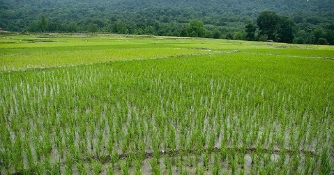 کشت مجدد برنج در 400 هکتار از اراضی شالیزاری نکا استان مازندران