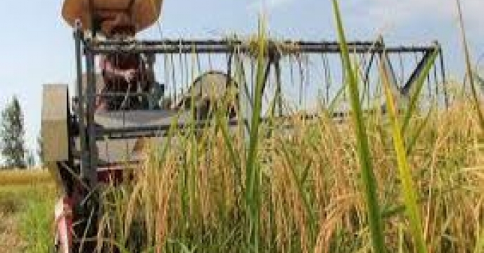 کشت مجدد برنج در  بیش از 30هزار هکتار از شالیزارهای بابل استان مازندران