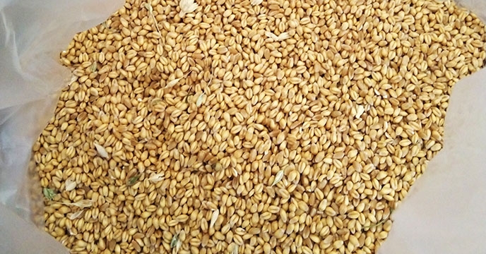 کنترل کیفی کود و بذر در شرکت خدمات حمایتی کشاورزی استان همدان 