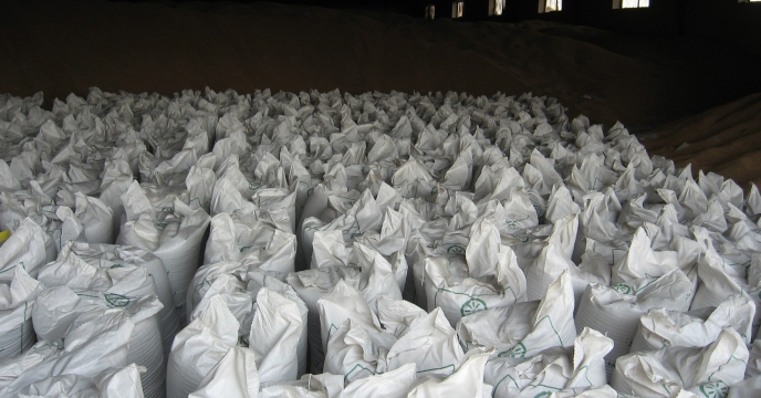تامین و توزیع 400تن انواع کودهای کشاورزی در شهرستان عباس آباد 