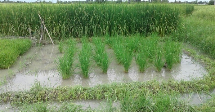 پیش بینی تولید بیش از 85 هزار تن برنج کشت دوم در بابل مازندران