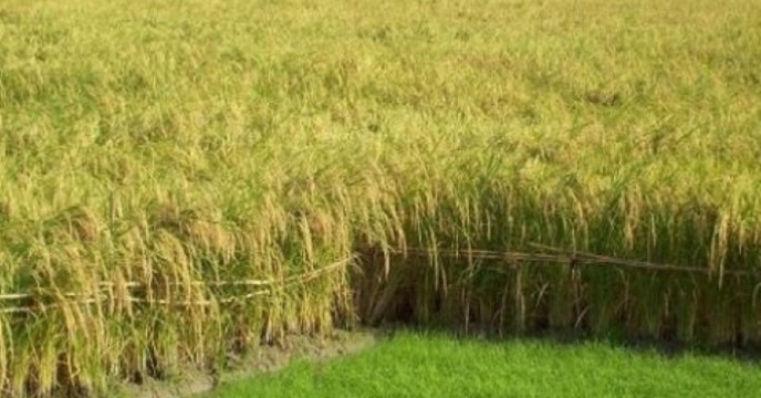 کشت مجدد و رتون برنج در بیش از 9 هزار هکتار از شالیزارهای بابلسر
