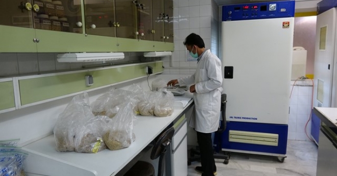 انجام آزمایشات کنترل کیفی 13 نمونه بذور گندم استان گلستان