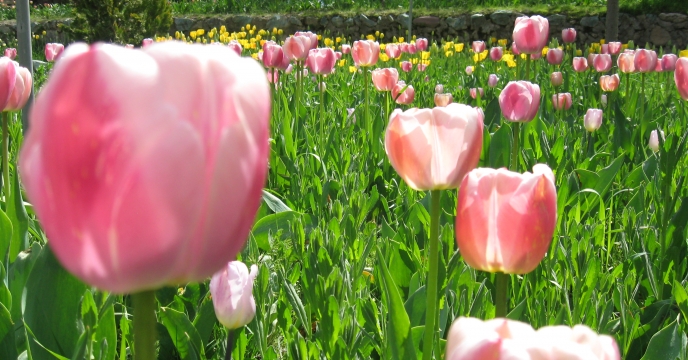 تولید سالانه ۱۹۵ میلیون عدد گل زینتی در استان البرز