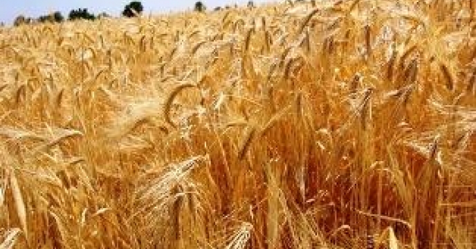تامین کود برای 2818 هکتار مزارع گندم در میاندورود مازندران