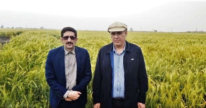 بازدید معاون فنی و بهبود کیفیت بذر و نهال شرکت خدمات حمایتی کشاورزی از مزارع بذور گندم استان گلستان