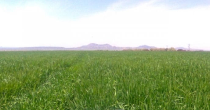 شرکت خدمات حمایتی کشاورزی استان مرکزی