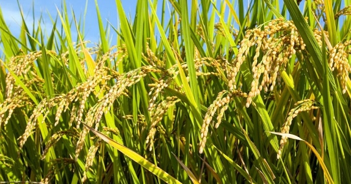 مزارع برنج مازندران در آستانه به بار نشستن