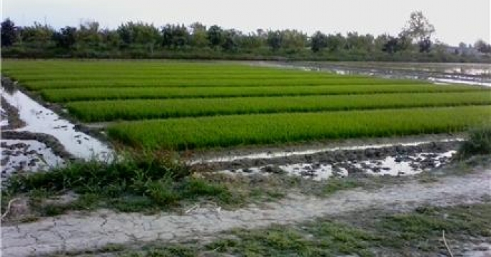 تامین کود برای 8592 هکتار مزارع شالیزاری در میاندورود