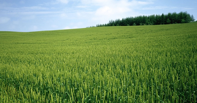 تامین کود برای 10190 هکتار مزارع برنج در جویبار