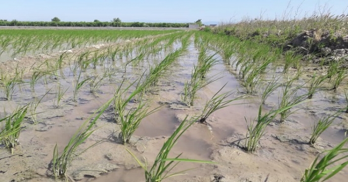تامین کود برای 2060 هکتار مزارع ارقام پرمحصول برنج در میاندورود