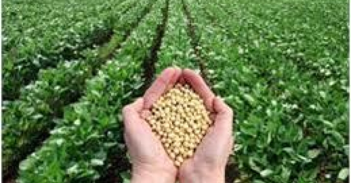تامین کود برای 580 هکتار مزارع سویا در گلوگاه 