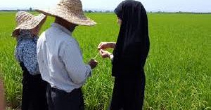 مشارکت 100کارشناس در طرح بسیج همگام با کشاورزان
