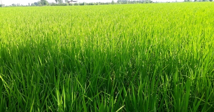 تامین کود برای مزارع برنج در نور