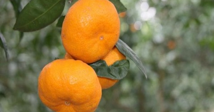 آغاز مبارزه با آفات باغات نارنگی در  استان مازندران 