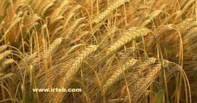 تامین کود برای بیش از 9هزار هکتار مزارع گندم در نکا
