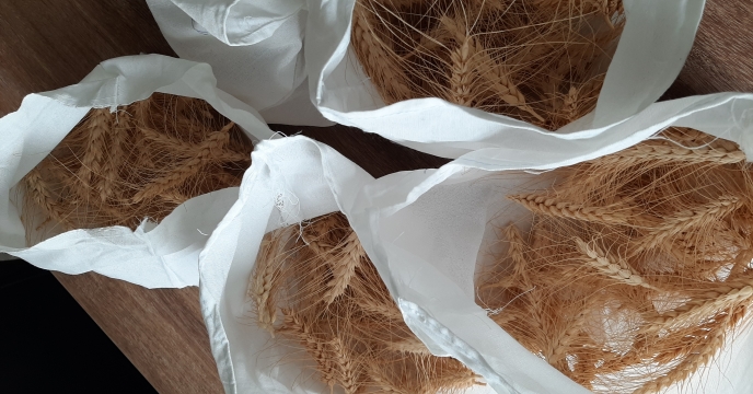 ارسال نمونه های گندم کرت های طرح پایلوت تغذیه ای استان قزوین به آزمایشگاه