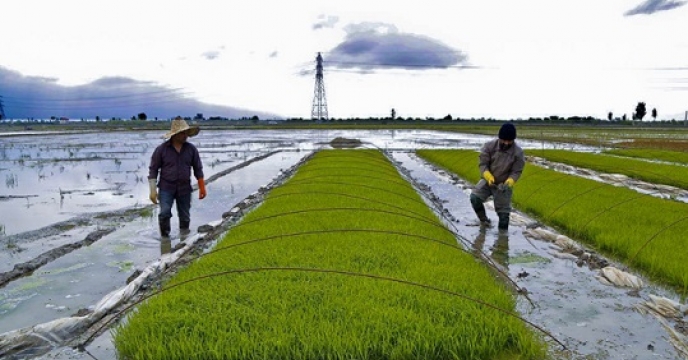 نشاء مجدد برنج در بیش از 28 هزار هکتار از شالیزارهای آمل مازندران